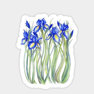 Blue Iris, Illustration Sticker